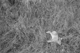 tobias schult photography