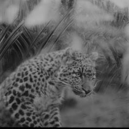 tobias schult photography