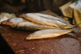 tobias schult photography