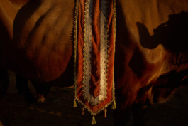 tobias schult photography