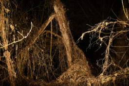 tobias schult photography