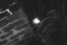 tobias schult photography