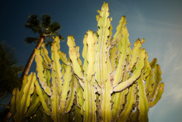 tobias schult photography