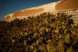 tobias schult photography