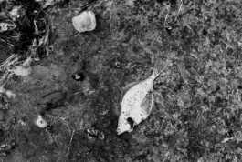 tobias schult photography