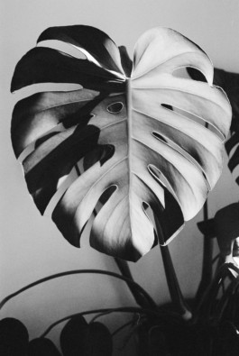 tobias schult photography