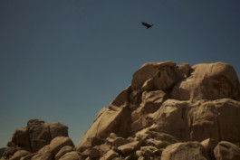 tobias schult photography