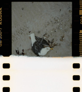 tobias schult photography