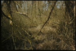 tobias schult photography