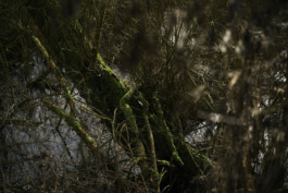 tobias schult photography