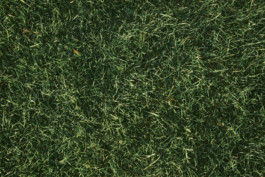 tobias schult photography