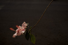 tobias schult photography