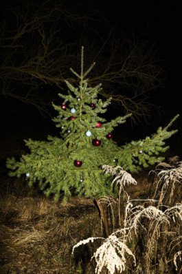 tobias schult photography