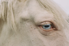 tobias schult photography