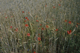 tobias schult photography