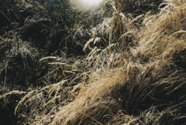 tobias schult photography