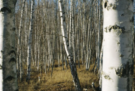 tobias schult photography