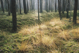 tobias schult photography