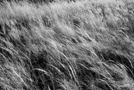 tobias schult photography