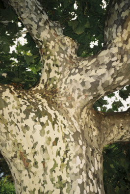 tobias schult photography