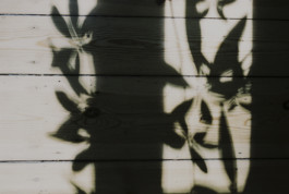 tobias schult photography