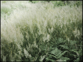 tobias schult photography