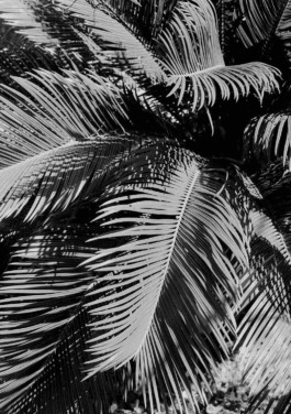 tobias schult photography